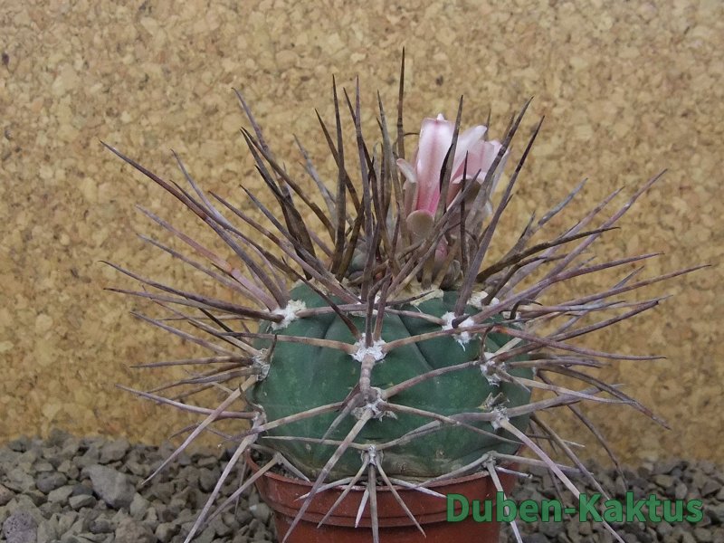 Gymnocalycium armatum LH1431 Pajcho centro, Tarija, 7 cm květináč