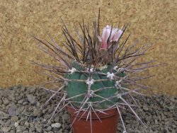 Gymnocalycium armatum LH1431 Pajcho centro, Tarija, 7 cm květináč - 12415004