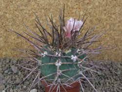 Gymnocalycium armatum LH1431 Pajcho centro, Tarija, 7 cm květináč - 12415006