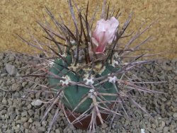 Gymnocalycium armatum LH1431 Pajcho centro, Tarija, 7 cm květináč - 12415007
