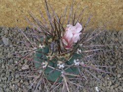Gymnocalycium armatum LH1431 Pajcho centro, Tarija, 7 cm květináč - 12415008