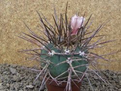Gymnocalycium armatum LH1431 Pajcho centro, Tarija, 7 cm květináč - 12415009