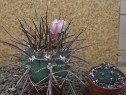 Gymnocalycium armatum LH1431 Pajcho centro, Tarija, 7 cm květináč - 12415010