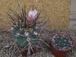 Gymnocalycium armatum LH1431 Pajcho centro, Tarija, 7 cm květináč - 12415011