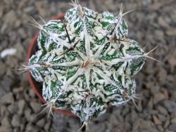 Astrophytum Dinosaur (Fukurio Hannya) květináč 5,5 cm - 12415107
