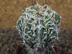 Astrophytum Dinosaur (Fukurio Hannya) květináč 5,5 cm - 12415109