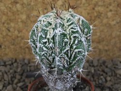 Astrophytum Dinosaur (Fukurio Hannya) květináč 5,5 cm - 12415110