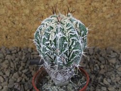 Astrophytum Dinosaur (Fukurio Hannya) květináč 5,5 cm - 12415111