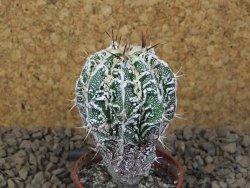 Astrophytum Dinosaur (Fukurio Hannya) květináč 5,5 cm - 12415112