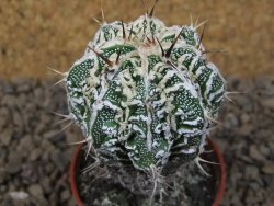 Astrophytum Dinosaur (Fukurio Hannya) květináč 5,5 cm - 12415113