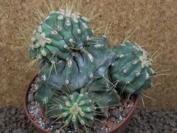 Ferocactus glaucescens inermis monstroz, XXL 12 cm květináč