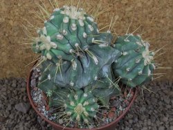 Ferocactus glaucescens inermis monstroz, XXL 12 cm květináč - 12415115