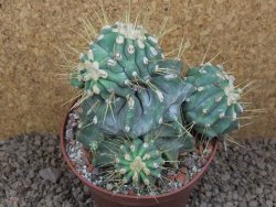 Ferocactus glaucescens inermis monstroz, XXL 12 cm květináč - 12415116