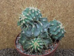 Ferocactus glaucescens inermis monstroz, XXL 12 cm květináč - 12415117