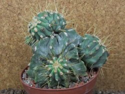 Ferocactus glaucescens inermis monstroz, XXL 12 cm květináč - 12415118