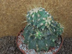 Ferocactus glaucescens inermis monstroz, XXL 12 cm květináč - 12415119