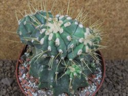 Ferocactus glaucescens inermis monstroz, XXL 12 cm květináč - 12415120