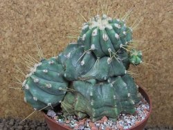 Ferocactus glaucescens inermis monstroz, XXL 12 cm květináč - 12415121