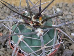Gymnocalycium armatum LH 1431 Pajcho centro Tarija, 5,5 cm květináč