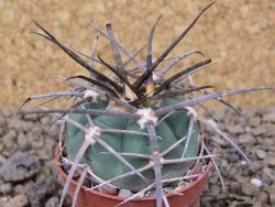 Gymnocalycium armatum LH 1431 Pajcho centro Tarija, 5,5 cm květináč - 12415129