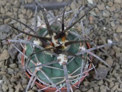 Gymnocalycium armatum LH 1431 Pajcho centro Tarija, 5,5 cm květináč - 12415130