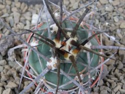 Gymnocalycium armatum LH 1431 Pajcho centro Tarija, 5,5 cm květináč - 12415131