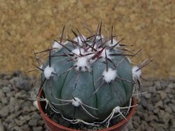 Echinocactus horizonthalonius La Apples, pot 5,5 cm - 12415301