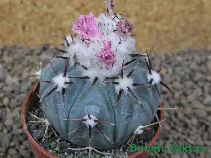 Echinocactus horizonthalonius La Apples, květináč 6,5 cm