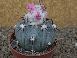Echinocactus horizonthalonius La Apples, květináč 6,5 cm - 12415326