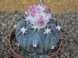 Echinocactus horizonthalonius La Apples, květináč 6,5 cm - 12415327