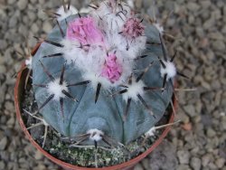 Echinocactus horizonthalonius La Apples, květináč 6,5 cm - 12415328