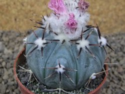 Echinocactus horizonthalonius La Apples, květináč 6,5 cm - 12415329