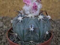 Echinocactus horizonthalonius La Apples, květináč 6,5 cm - 12415330
