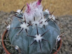 Echinocactus horizonthalonius La Apples, květináč 6,5 cm - 12415331