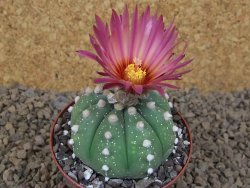 Astrophytum asterias X red flower akabana červený květ, 8 cm květináč