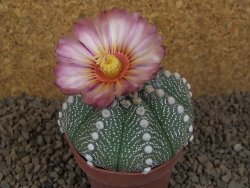 Astrophytum asterias X red flower akabana červený květ, 8 cm květináč