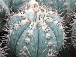 Echinocactus horizonthalonius KMR 21 Huizache 900m, 5,5 cm květináč - 12415543