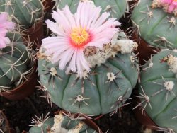 Echinocactus horizonthalonius Tula, Tam. květináč 5,5 cm - 12415591