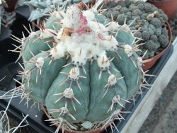 Echinocactus horizonthalonius Tula, Tam. květináč 5,5 cm - 12415593