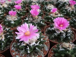 Ariocarpus fissuratus hintonii Matehuala květináč 5,5 cm IA - 12415614