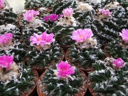 Ariocarpus fissuratus hintonii Matehuala květináč 5,5 cm IA - 12415615