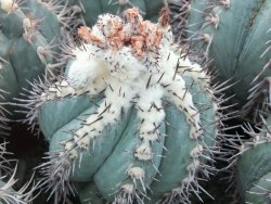 Echinocactus horizonthalonius KMR 22 Entroque Huizache, 5,5 cm květináč - 12415661