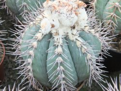 Echinocactus horizonthalonius KMR 22 Entroque Huizache, 5,5 cm květináč - 12415669