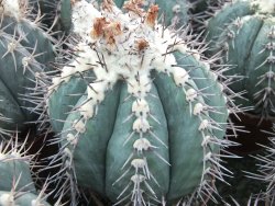 Echinocactus horizonthalonius KMR 22 Entroque Huizache, 5,5 cm květináč - 12415670