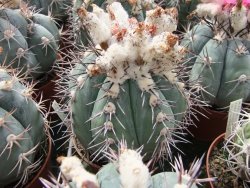 Echinocactus horizonthalonius KMR 22 Entroque Huizache, 5,5 cm květináč - 12415673