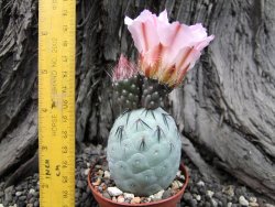 Tephrocactus geometricus XL ball