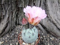 Tephrocactus geometricus XL ball - 12372322