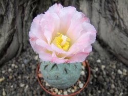 Tephrocactus geometricus XL ball - 12372323