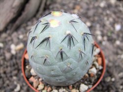 Tephrocactus geometricus XL ball - 12372325