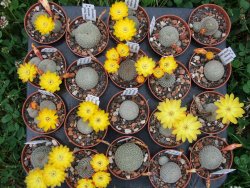 Sulcorebutia heliosoides LH 1544 Tarabucilo pot 5,5 cm